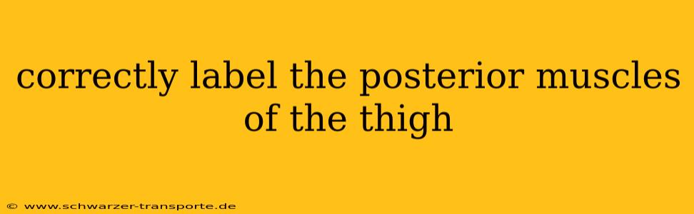 correctly label the posterior muscles of the thigh