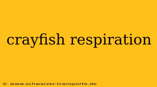 crayfish respiration