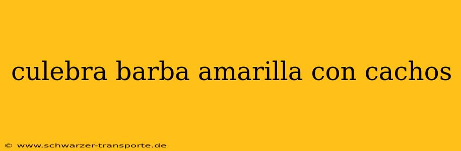 culebra barba amarilla con cachos