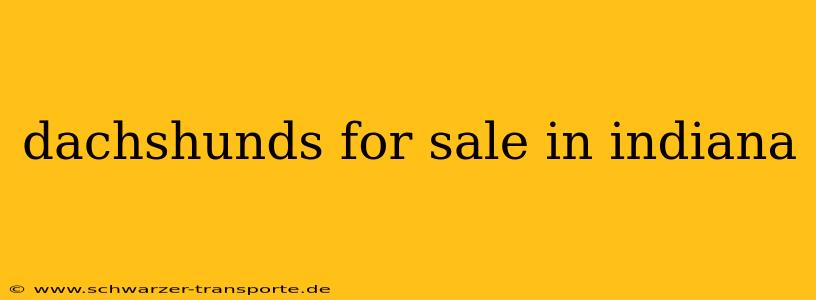 dachshunds for sale in indiana