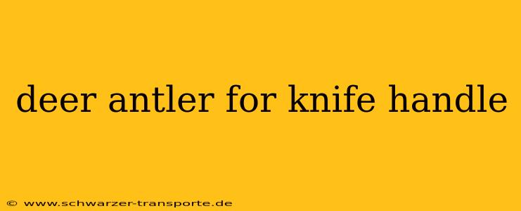 deer antler for knife handle