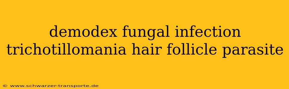 demodex fungal infection trichotillomania hair follicle parasite