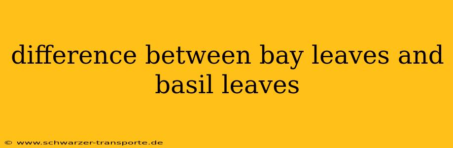 difference between bay leaves and basil leaves