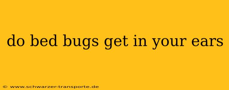 do bed bugs get in your ears