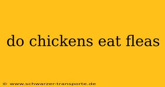 do chickens eat fleas