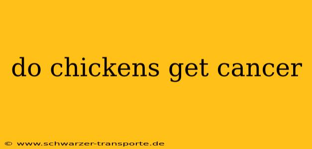 do chickens get cancer
