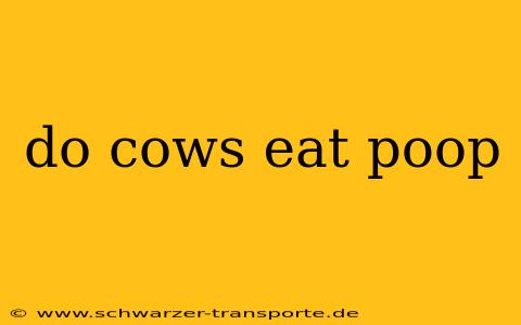 do cows eat poop