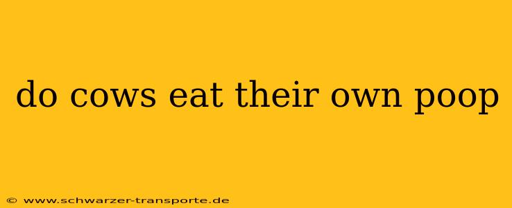 do cows eat their own poop