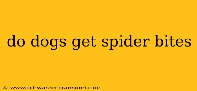 do dogs get spider bites