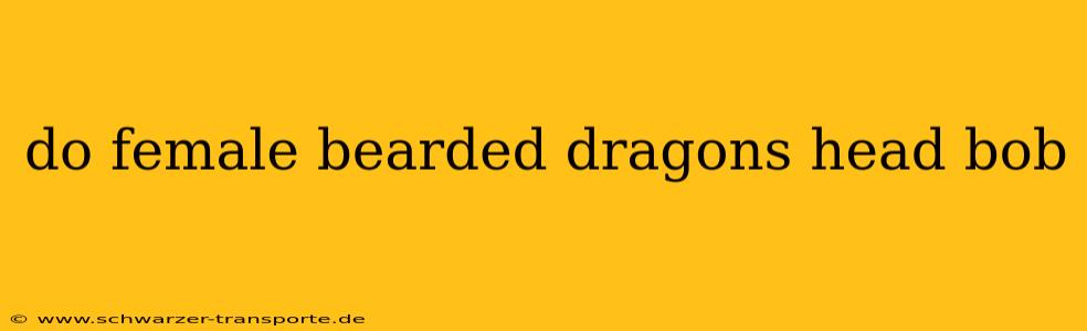 do female bearded dragons head bob