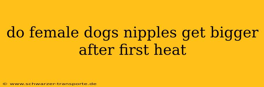 do female dogs nipples get bigger after first heat