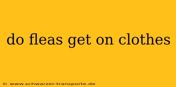 do fleas get on clothes