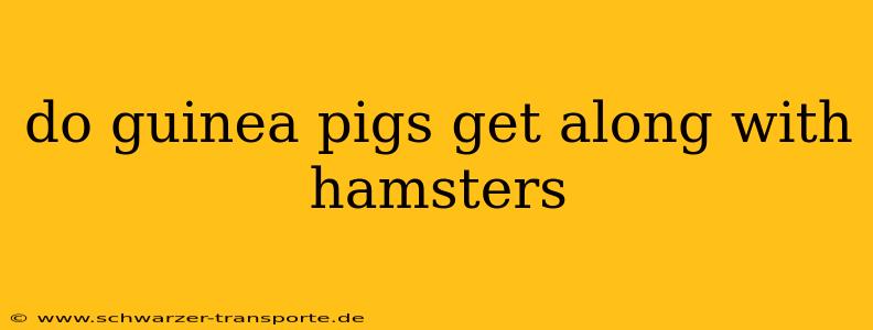 do guinea pigs get along with hamsters