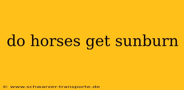 do horses get sunburn
