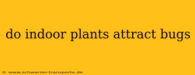 do indoor plants attract bugs