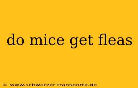 do mice get fleas