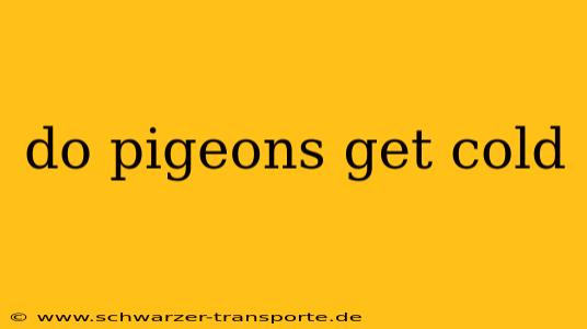 do pigeons get cold