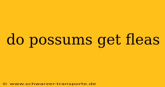 do possums get fleas