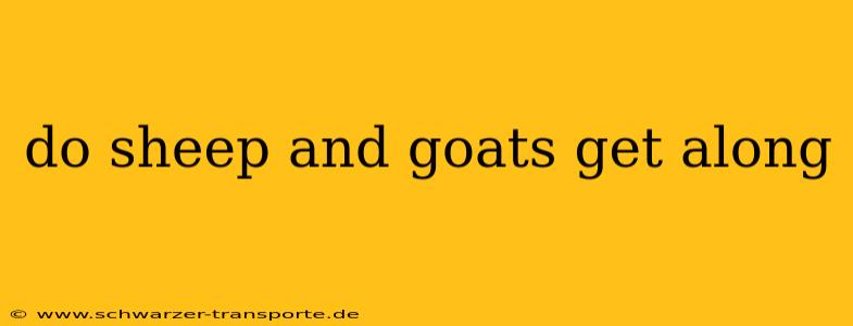 do sheep and goats get along