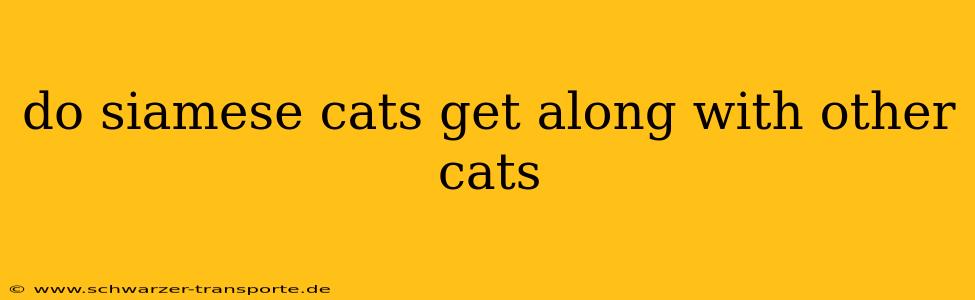 do siamese cats get along with other cats