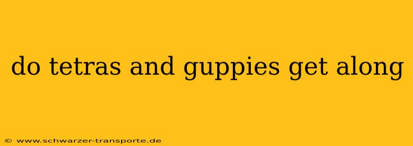 do tetras and guppies get along
