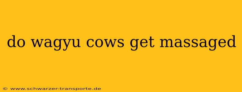 do wagyu cows get massaged