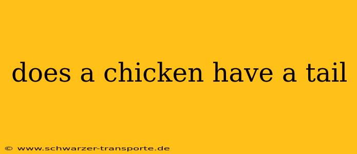 does a chicken have a tail