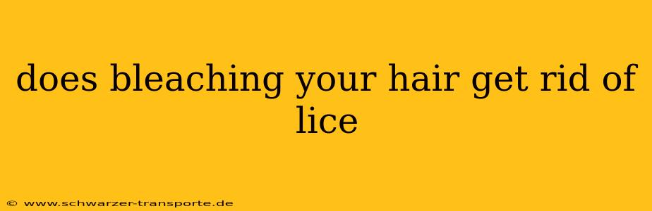 does bleaching your hair get rid of lice