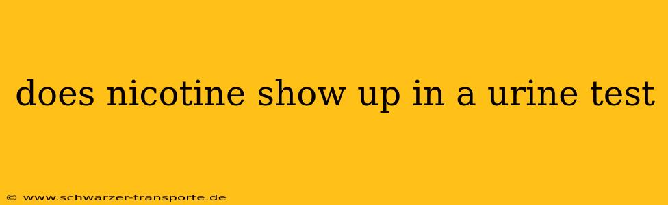 does nicotine show up in a urine test