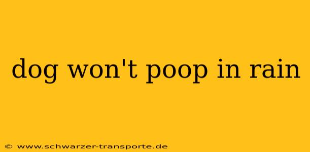 dog won't poop in rain