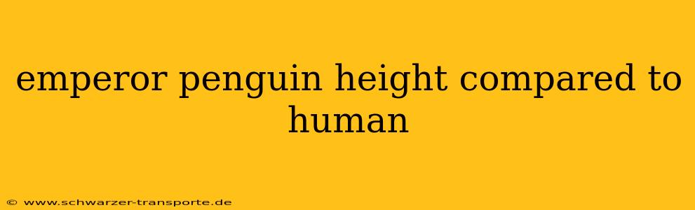 emperor penguin height compared to human