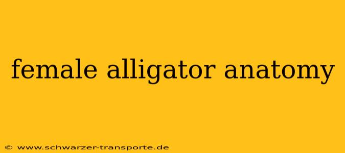 female alligator anatomy