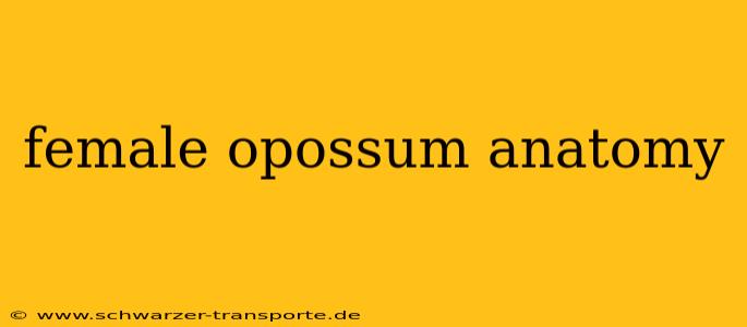 female opossum anatomy