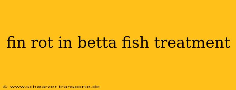 fin rot in betta fish treatment