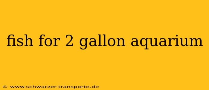 fish for 2 gallon aquarium