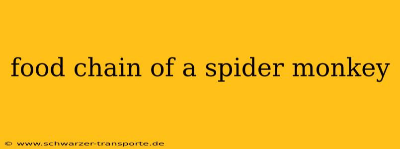 food chain of a spider monkey