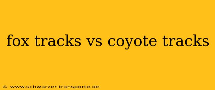 fox tracks vs coyote tracks