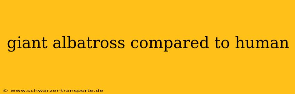 giant albatross compared to human