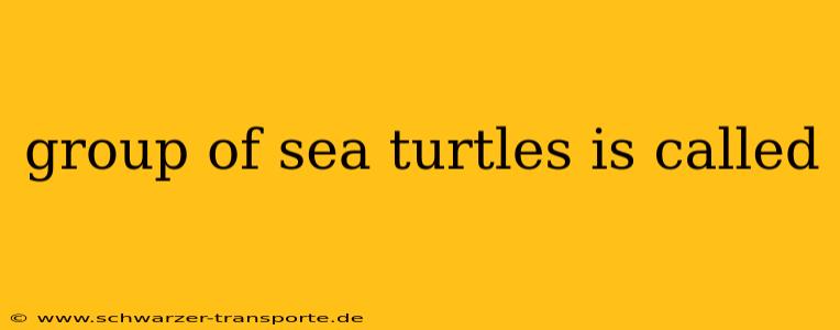 group of sea turtles is called