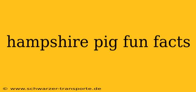 hampshire pig fun facts