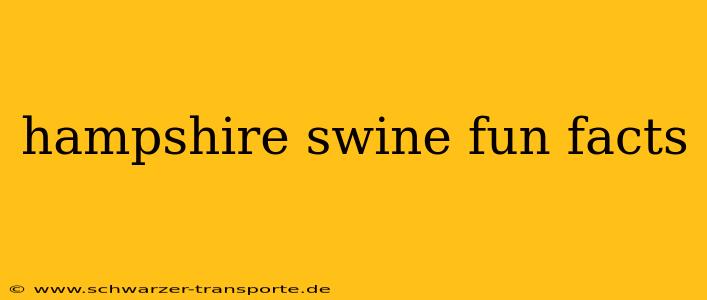 hampshire swine fun facts
