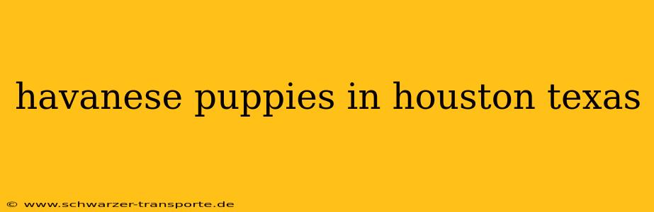 havanese puppies in houston texas