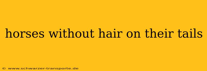 horses without hair on their tails