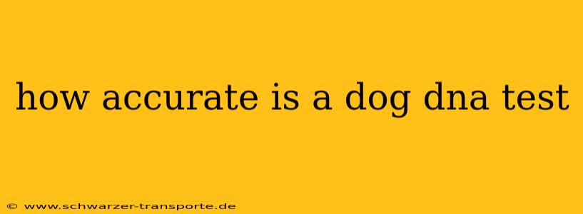how accurate is a dog dna test