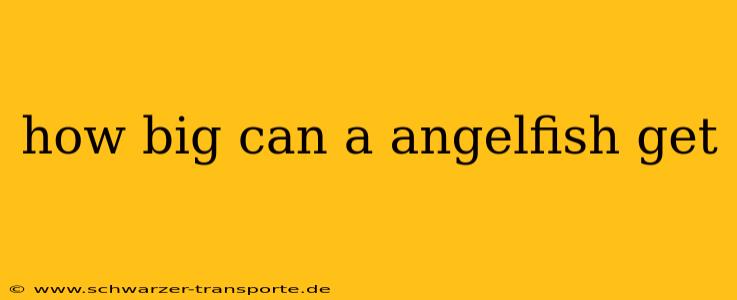 how big can a angelfish get