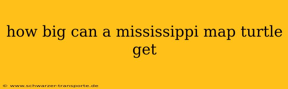 how big can a mississippi map turtle get