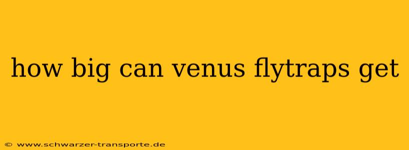 how big can venus flytraps get
