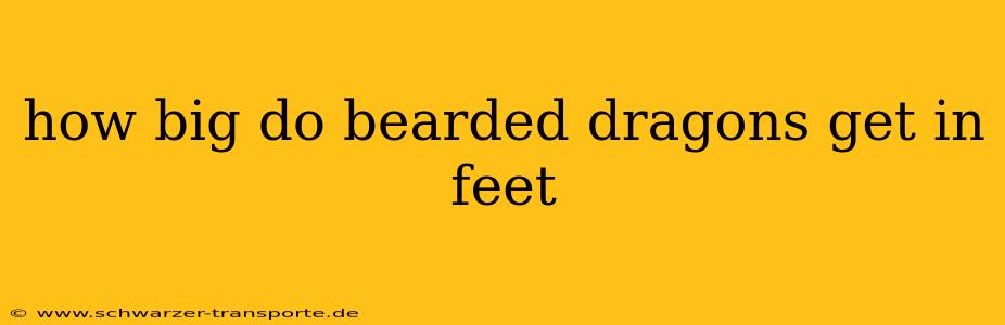 how big do bearded dragons get in feet