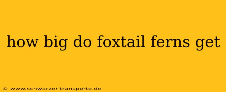 how big do foxtail ferns get