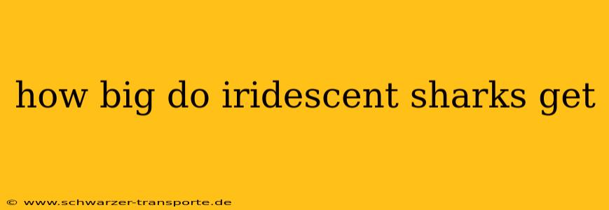 how big do iridescent sharks get
